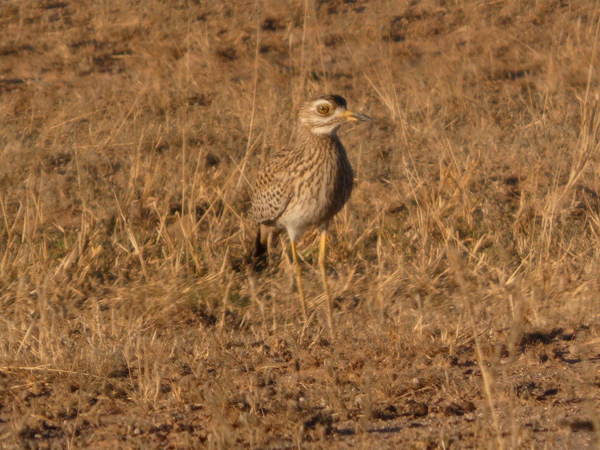Spotted Thick-knee - ML641745950
