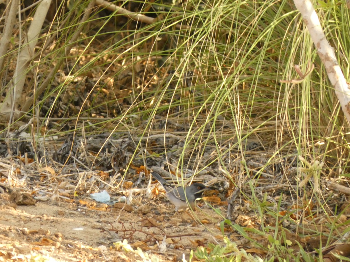 Rüppell's Warbler - ML641745953