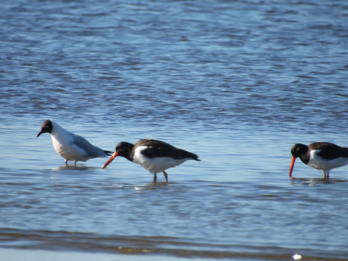 Mouette de Patagonie - ML641745984