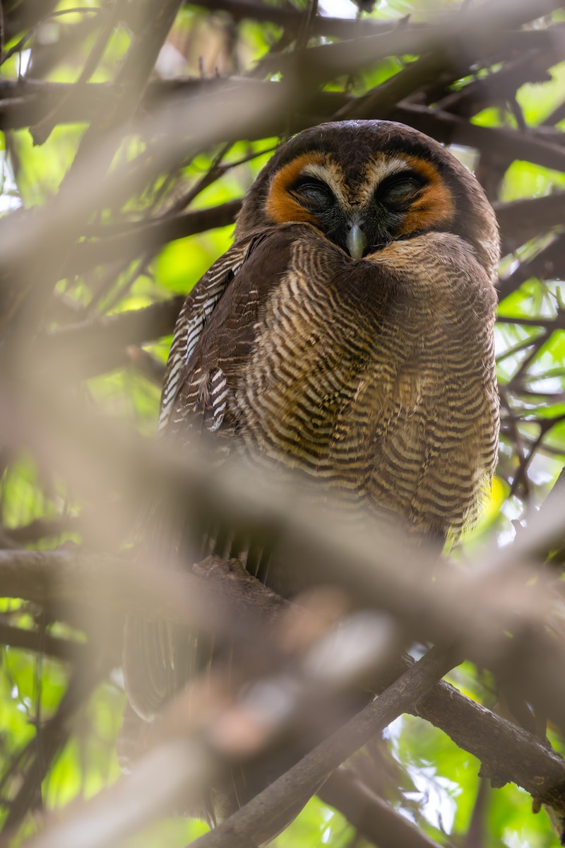 Brown Wood-Owl - ML641746025