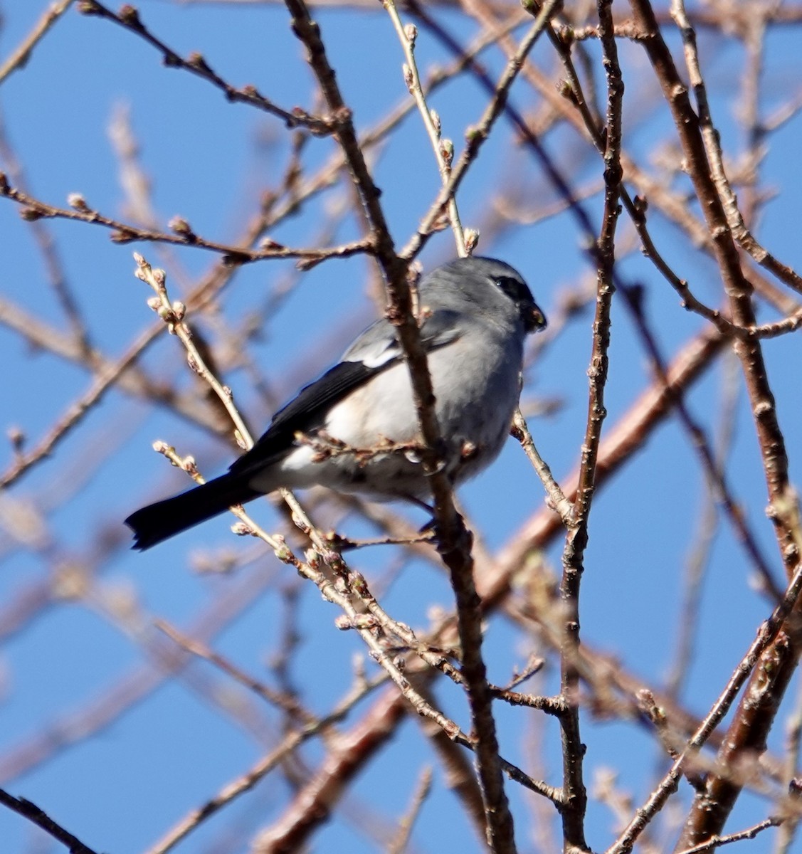 Taiwan Bullfinch - ML641746030