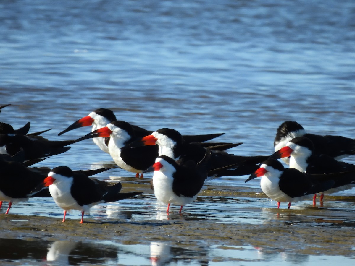 Black Skimmer - ML641746056