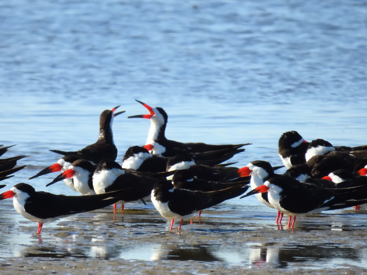 Black Skimmer - ML641746058