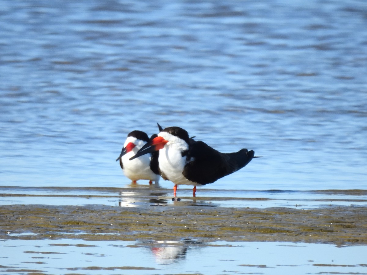 Black Skimmer - ML641746059