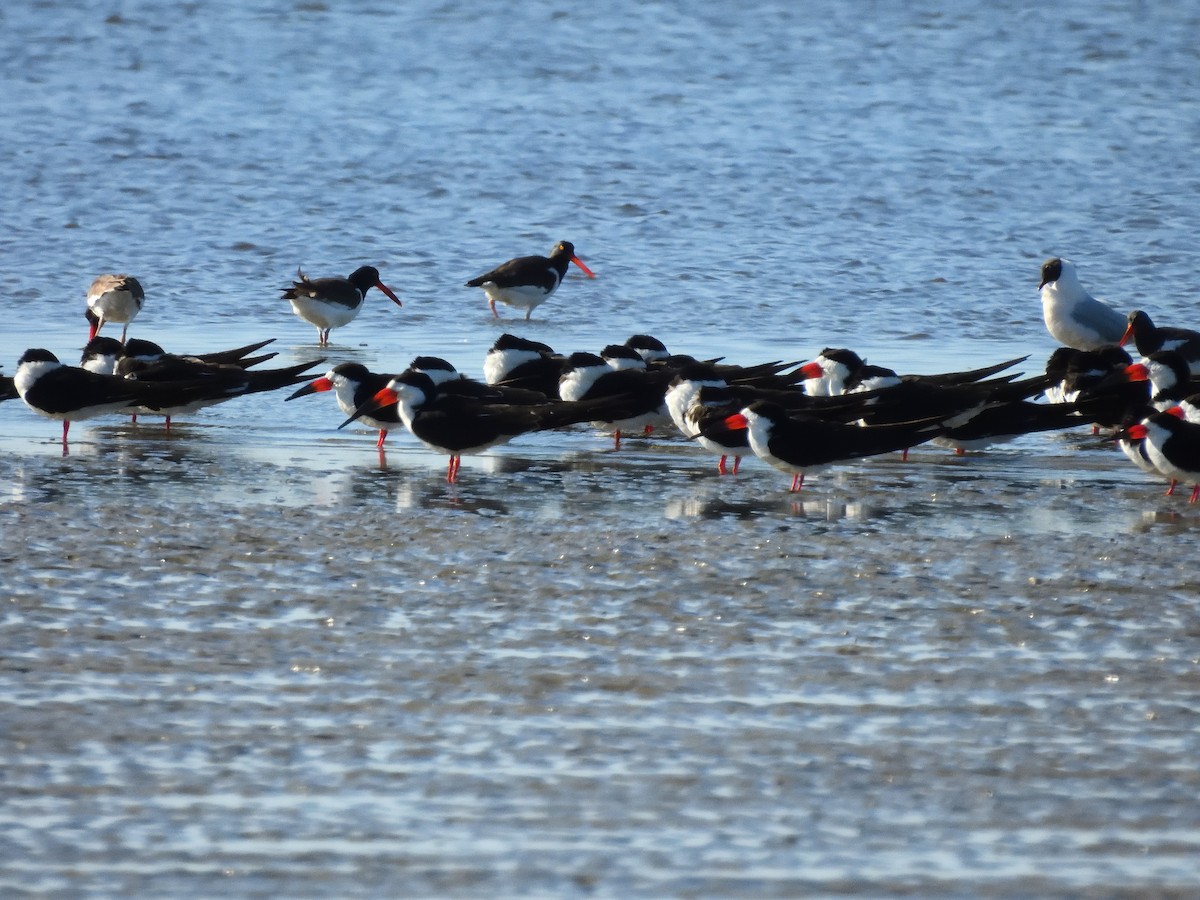 Black Skimmer - ML641746060