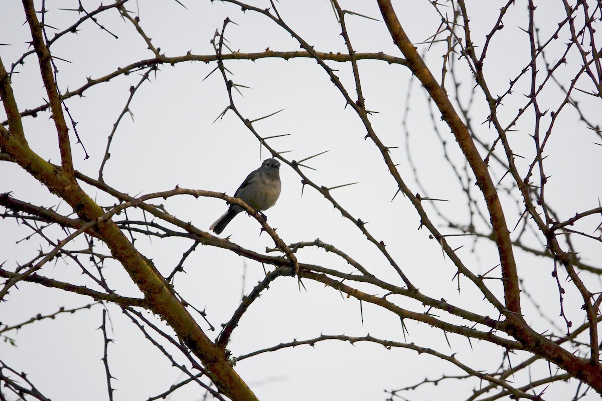 White-eyed Slaty-Flycatcher - ML641746071