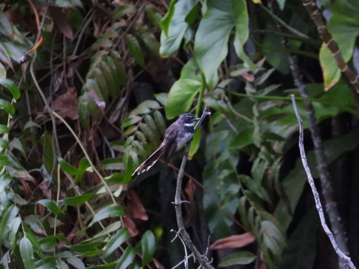 Malaysian Pied-Fantail - ML641746072