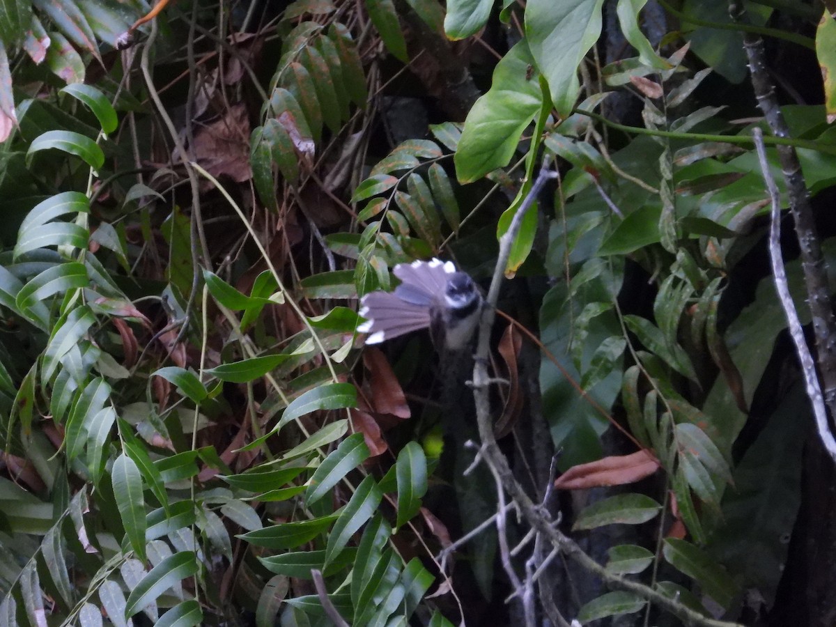 Malaysian Pied-Fantail - ML641746073