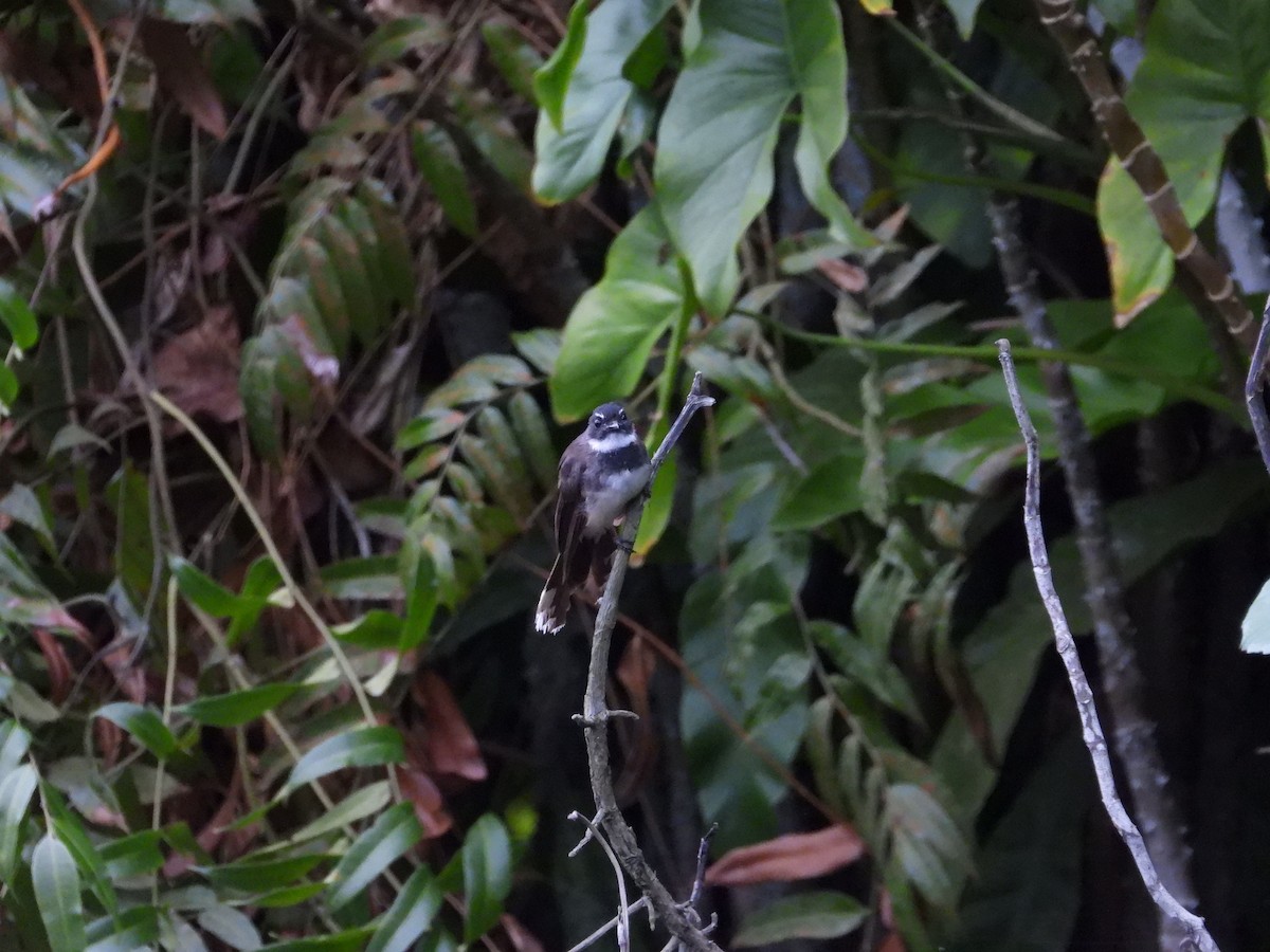 Malaysian Pied-Fantail - ML641746074