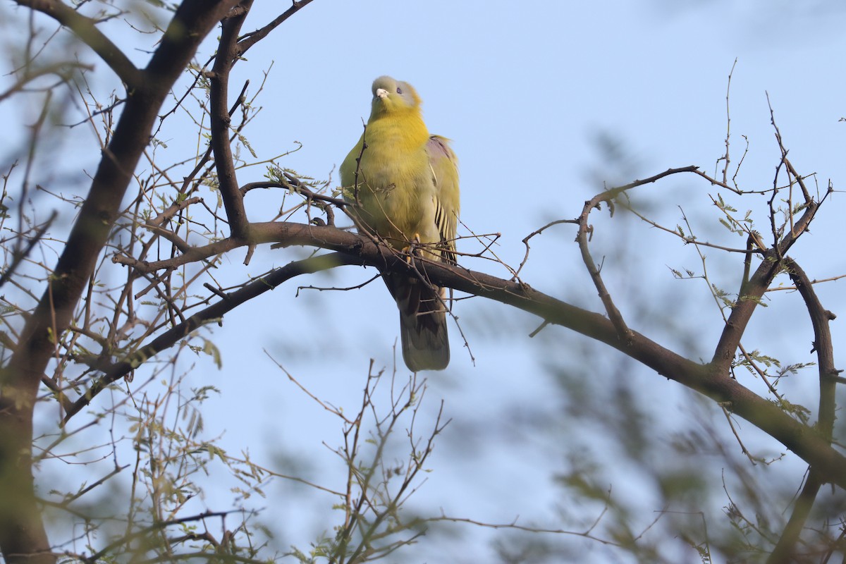 Yellow-footed Green-Pigeon - ML641746076