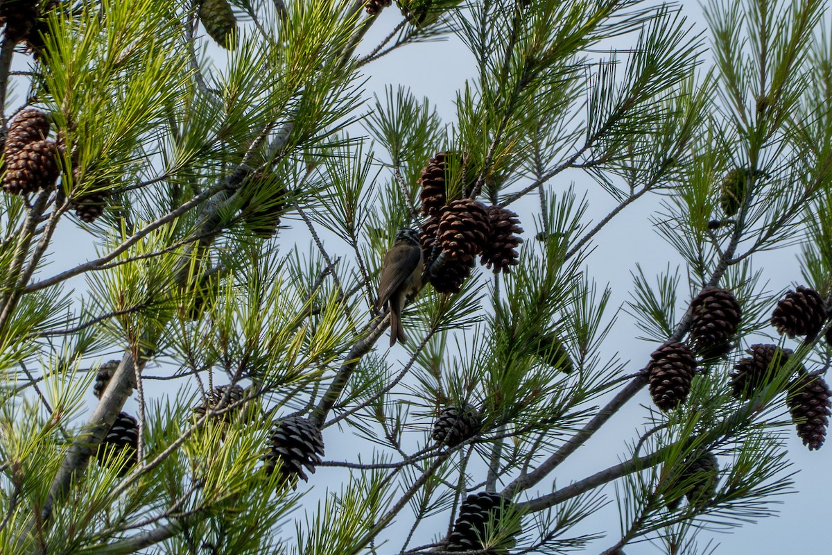 Crested Tit - ML641746077
