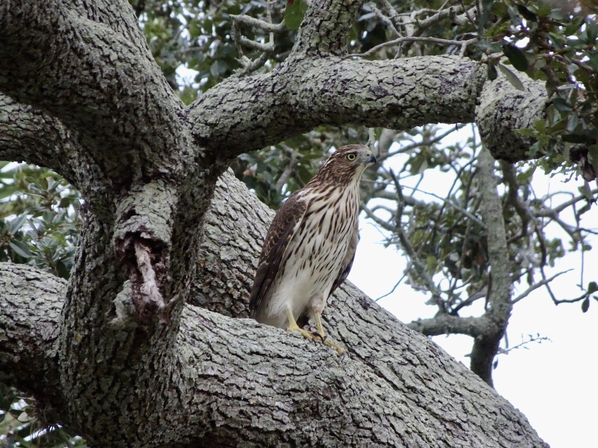Cooper's Hawk - ML641746078