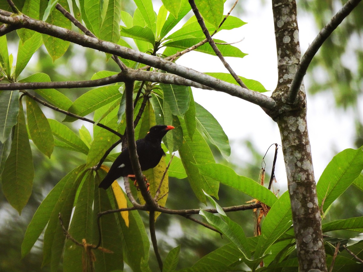 Sri Lanka Myna - ML641746079