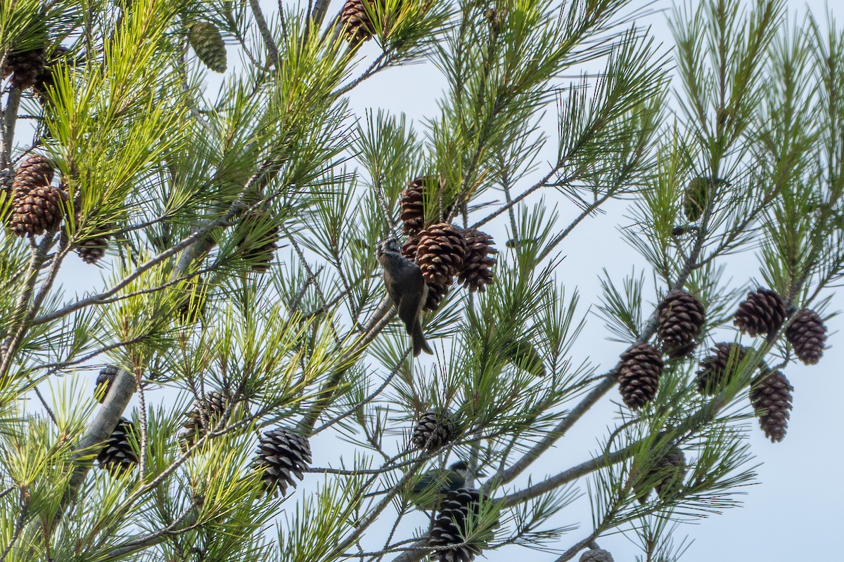 Crested Tit - ML641746080