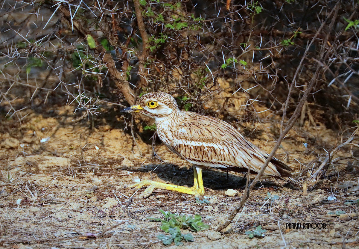 Indian Thick-knee - ML641746081