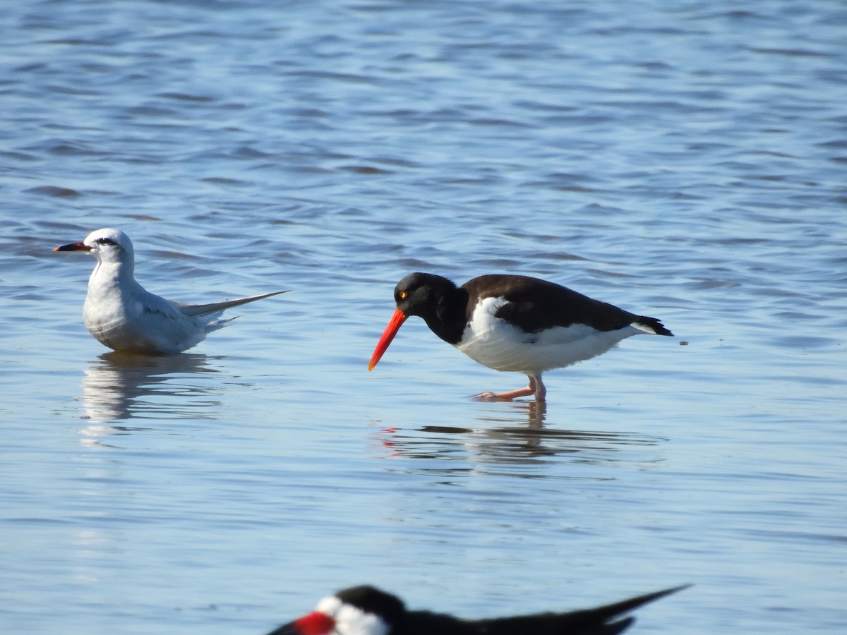 Snowy-crowned Tern - ML641746082