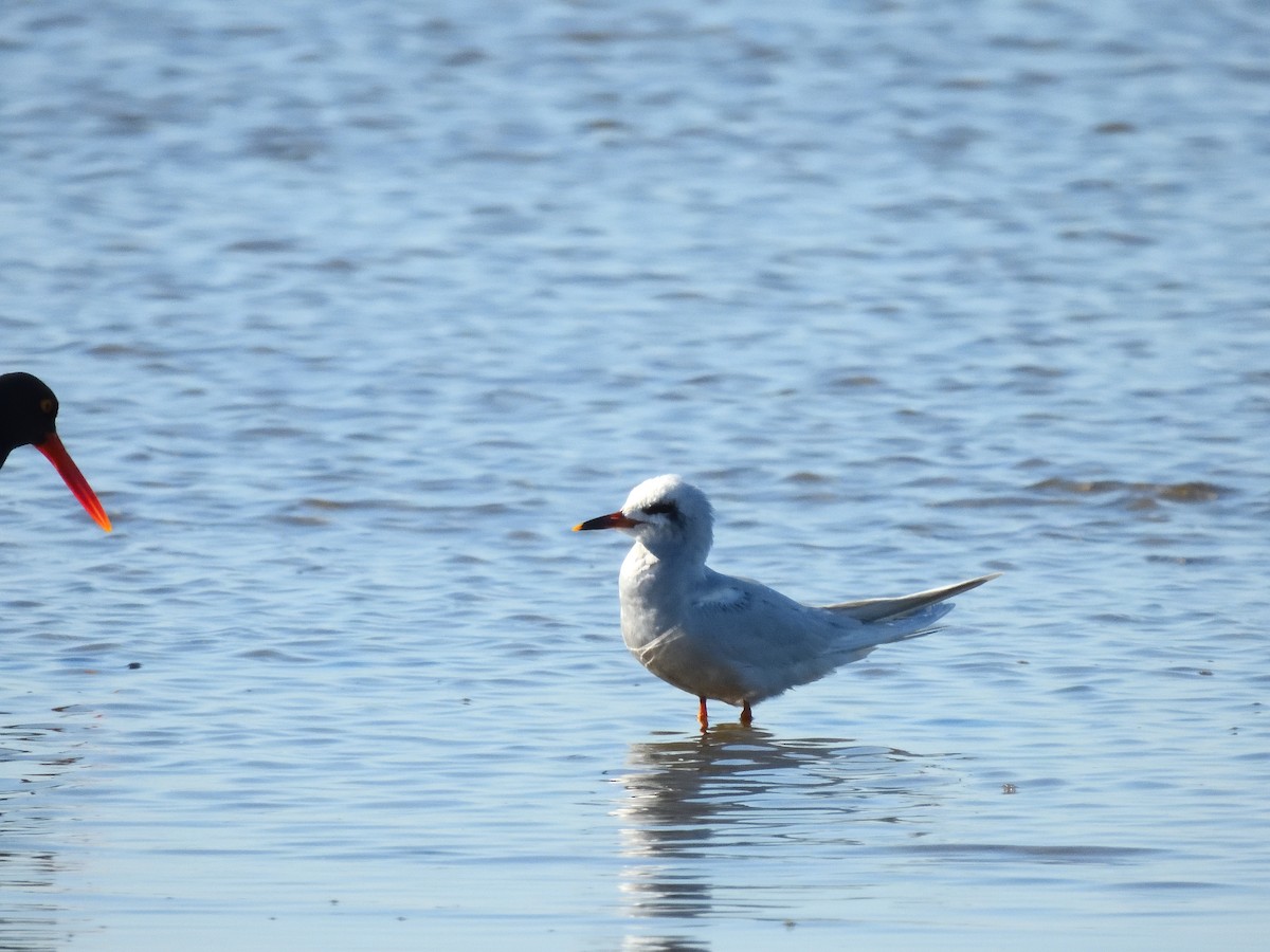 Snowy-crowned Tern - ML641746083