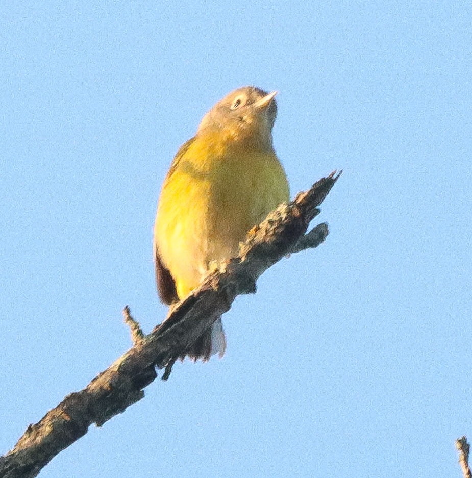 Nashville Warbler - ML641746084