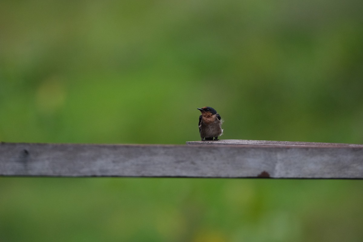 Pacific Swallow - ML641746085
