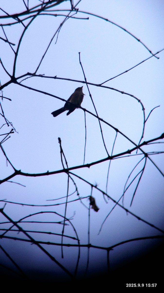 Alder Flycatcher - ML641746086