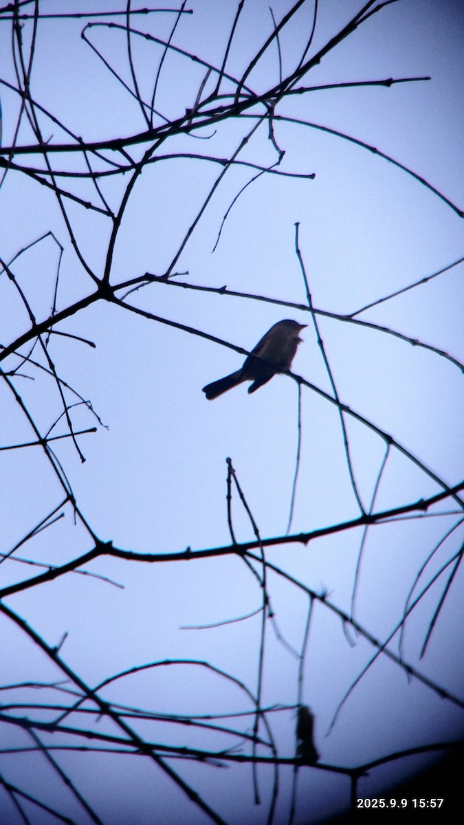 Alder Flycatcher - ML641746087