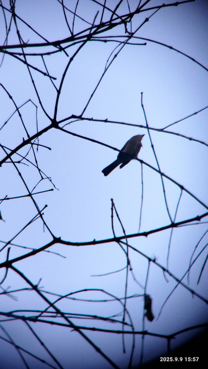Alder Flycatcher - ML641746088