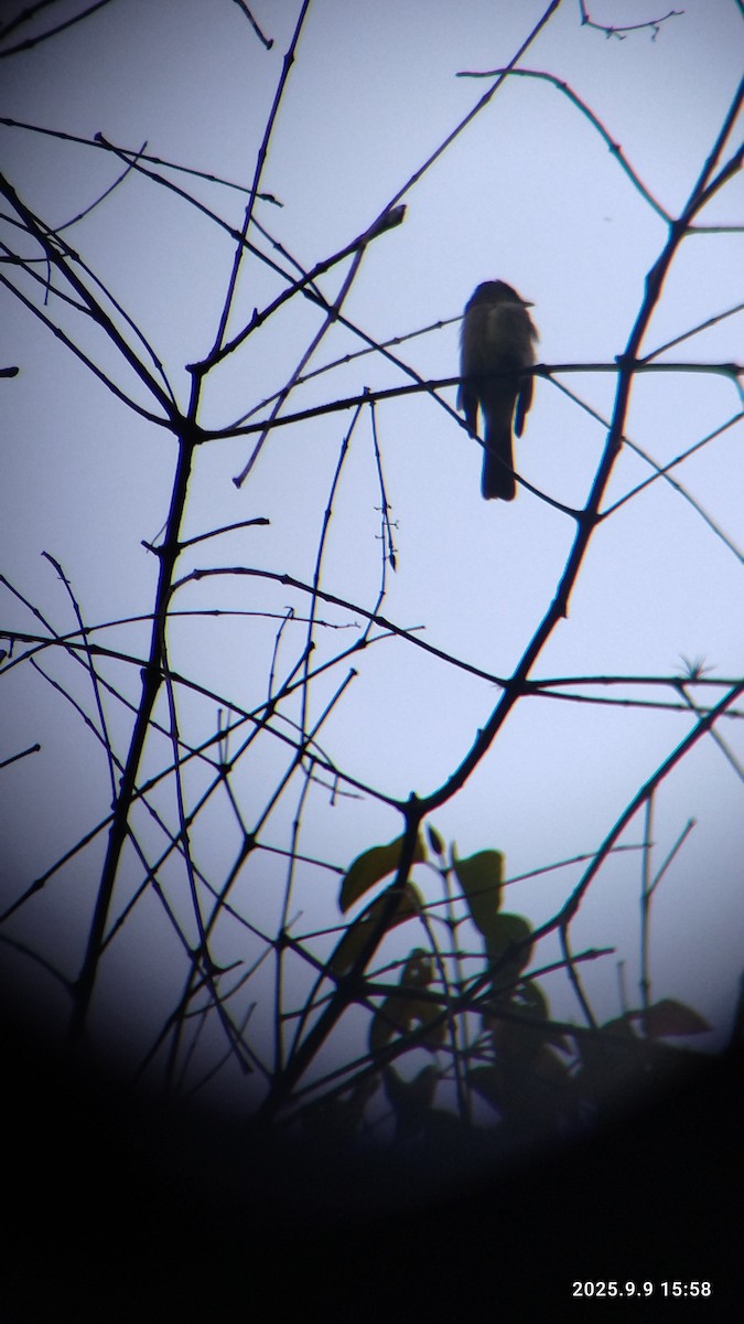 Alder Flycatcher - ML641746089