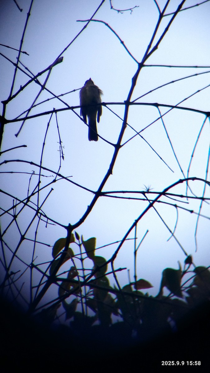 Alder Flycatcher - ML641746090