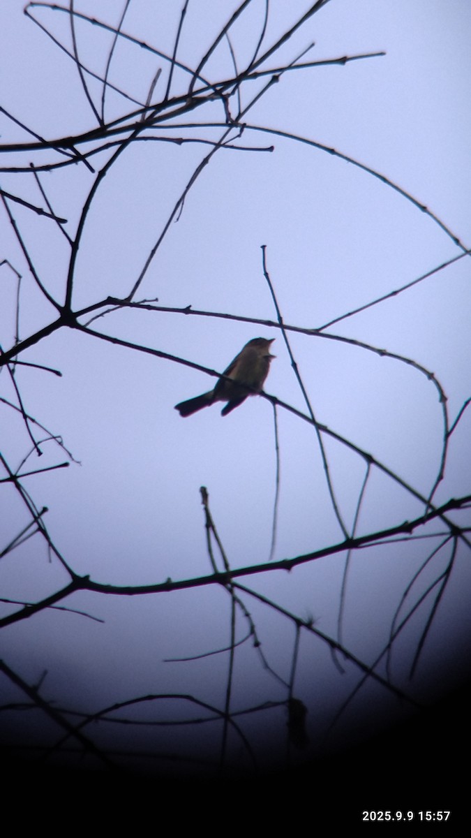 Alder Flycatcher - ML641746091