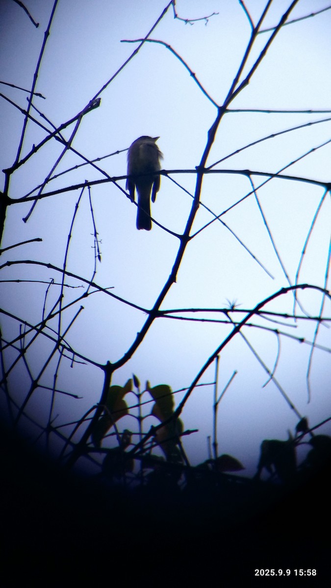 Alder Flycatcher - ML641746092