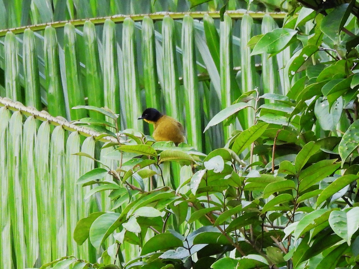 Black-capped Bulbul - ML641746094
