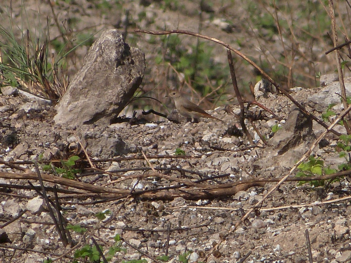 Buztangorri argia - ML641746104