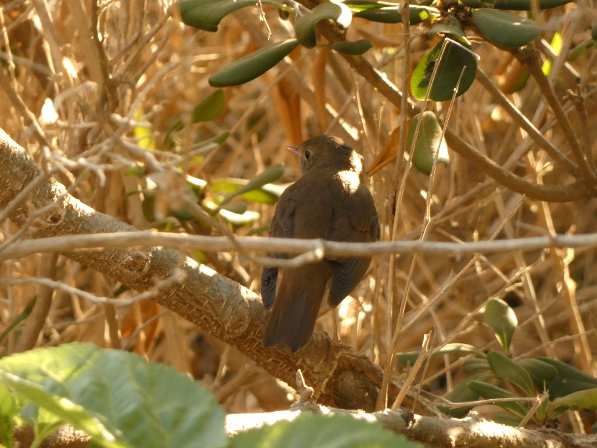 Thrush Nightingale - ML641746108