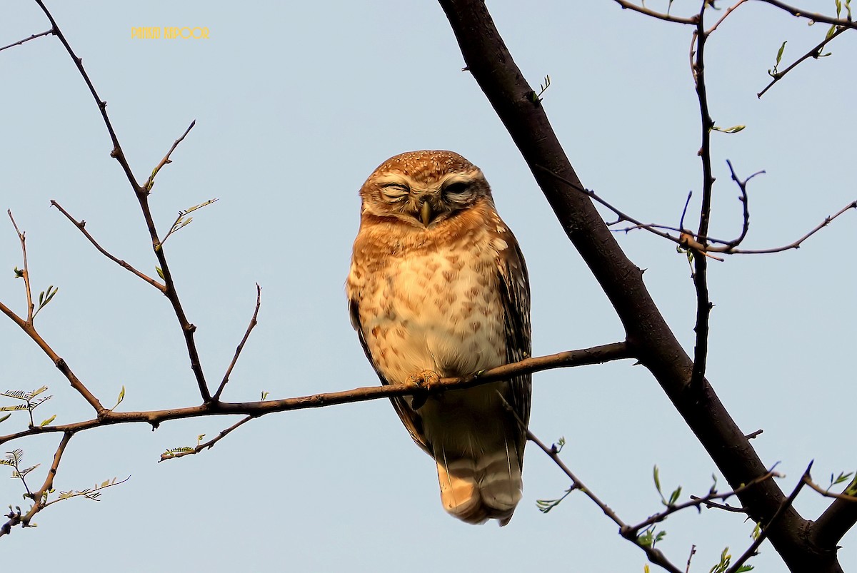Spotted Owlet - ML641746118