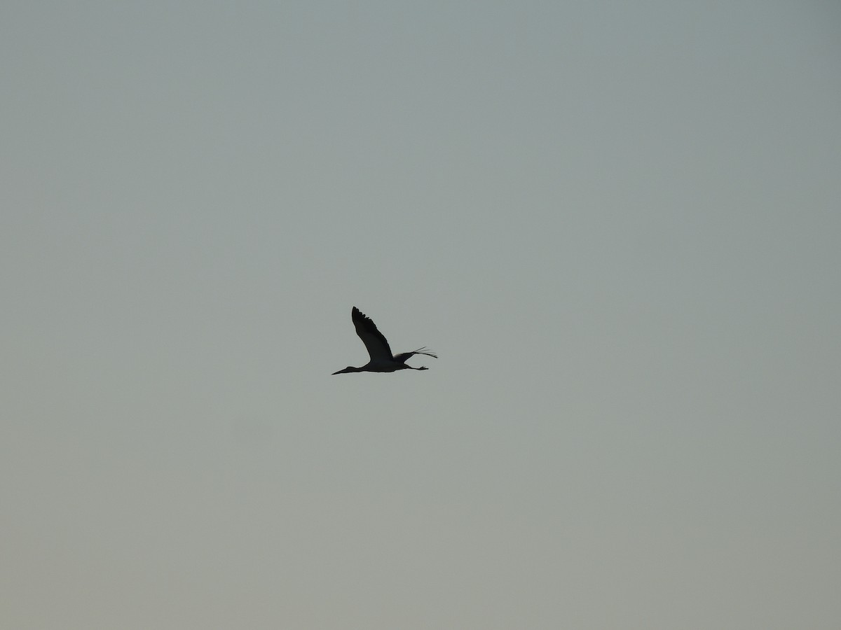 Maguari Stork - ML641746120