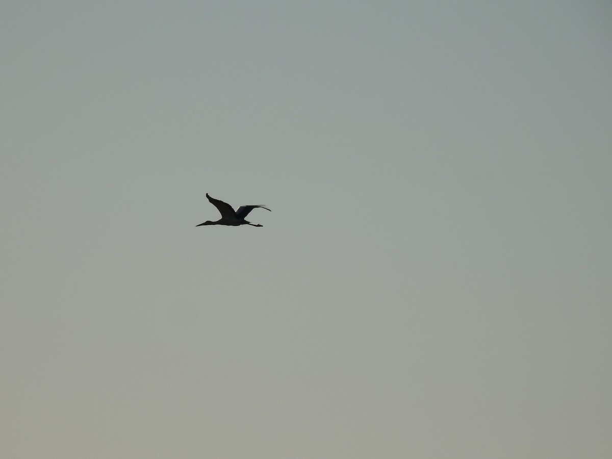 Maguari Stork - ML641746121