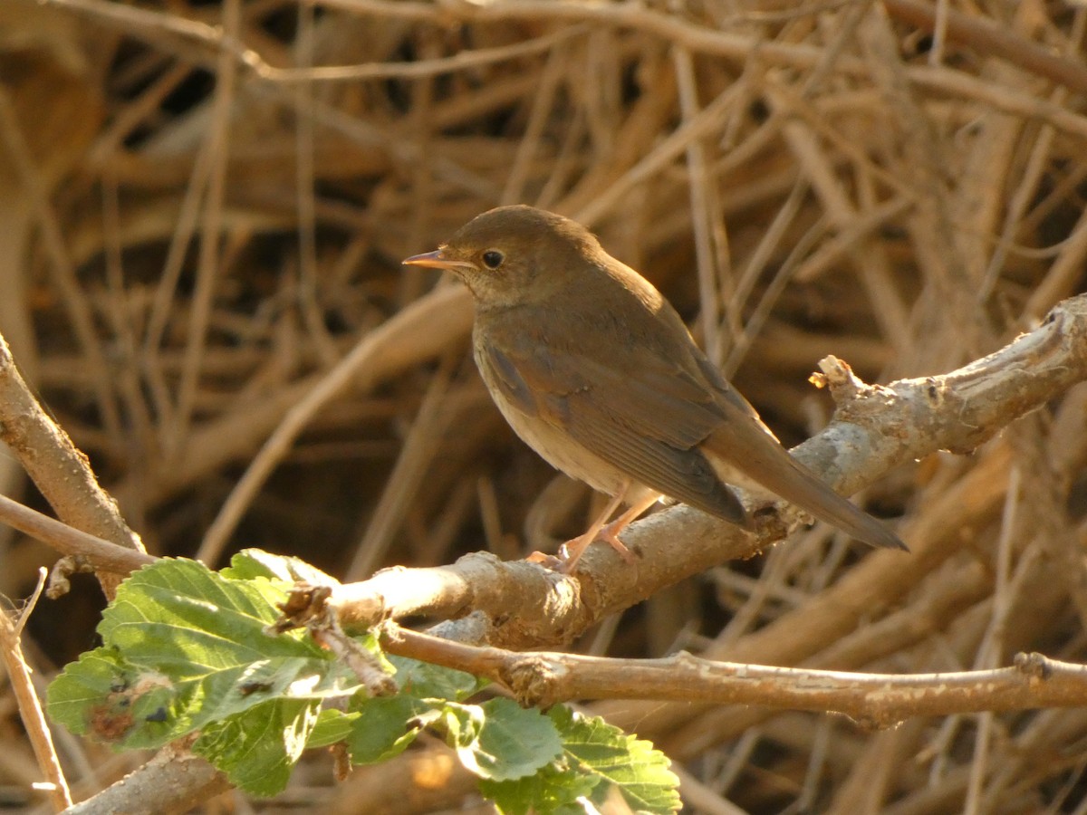 Thrush Nightingale - ML641746123