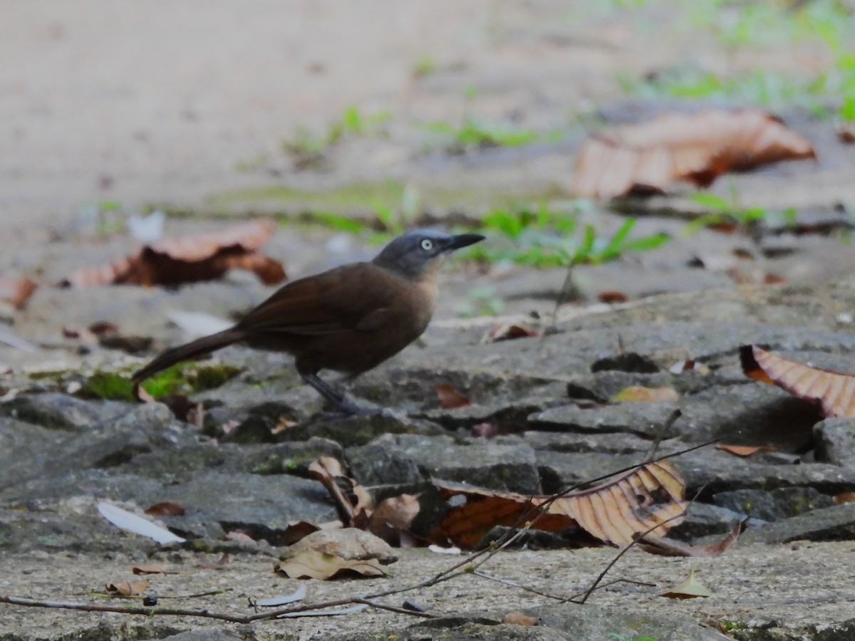 Ashy-headed Laughingthrush - ML641746151