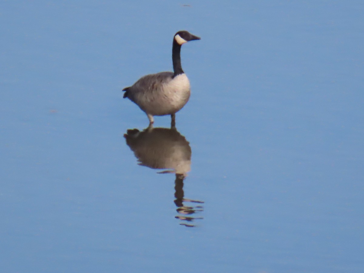 Canada Goose - ML641746164