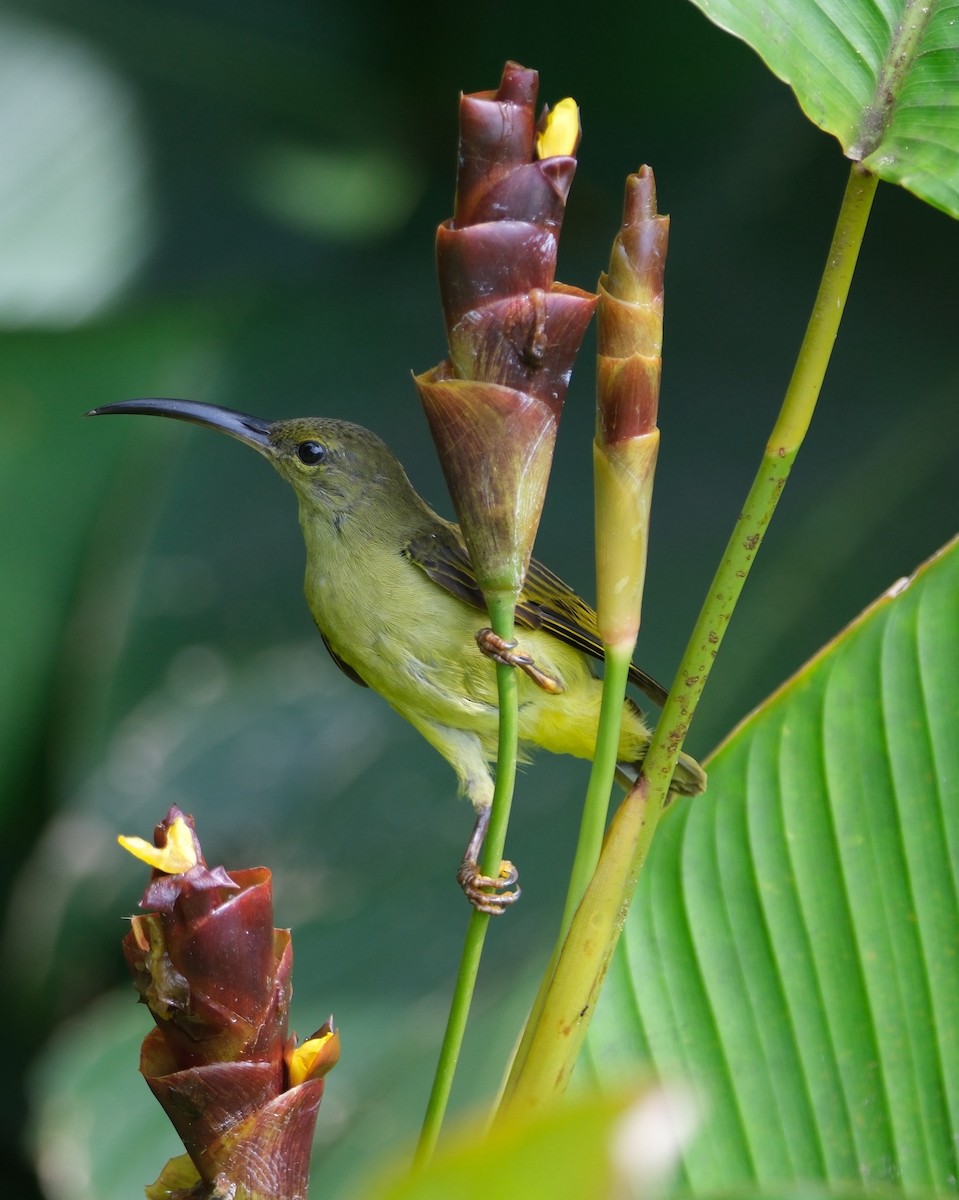 Thick-billed Spiderhunter - ML641746165
