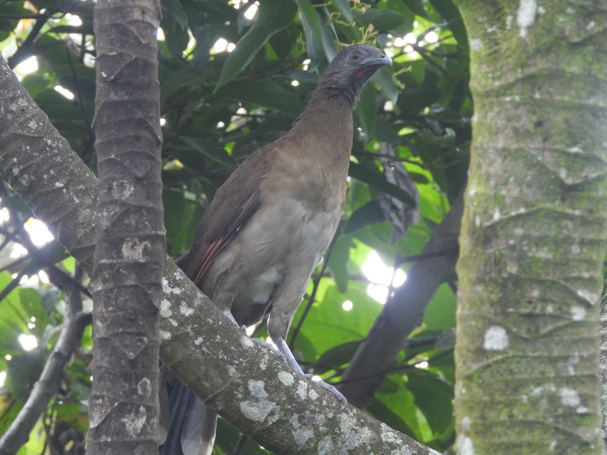 Gray-headed Chachalaca - ML641746167