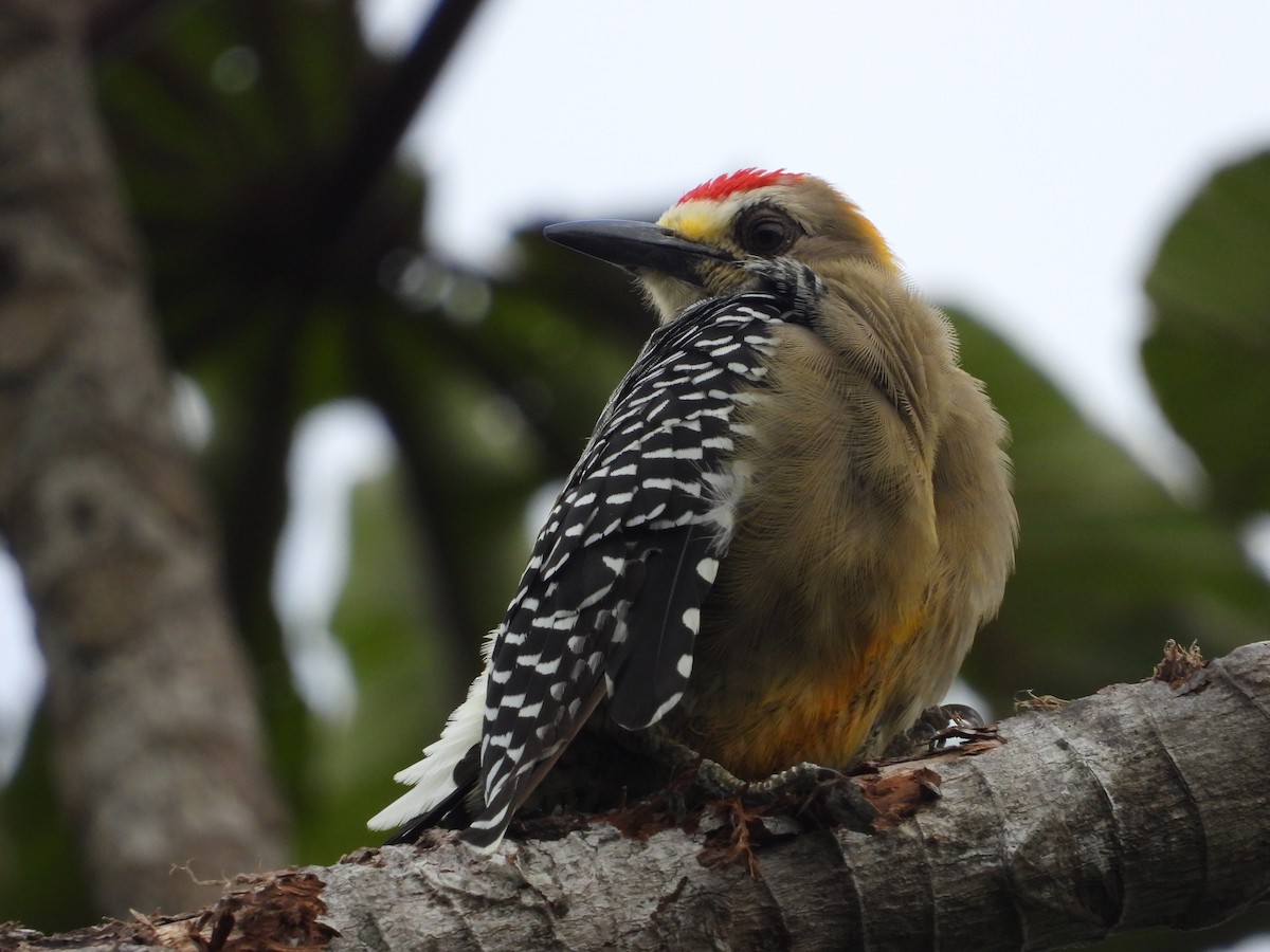 Hoffmann's Woodpecker - ML641746174