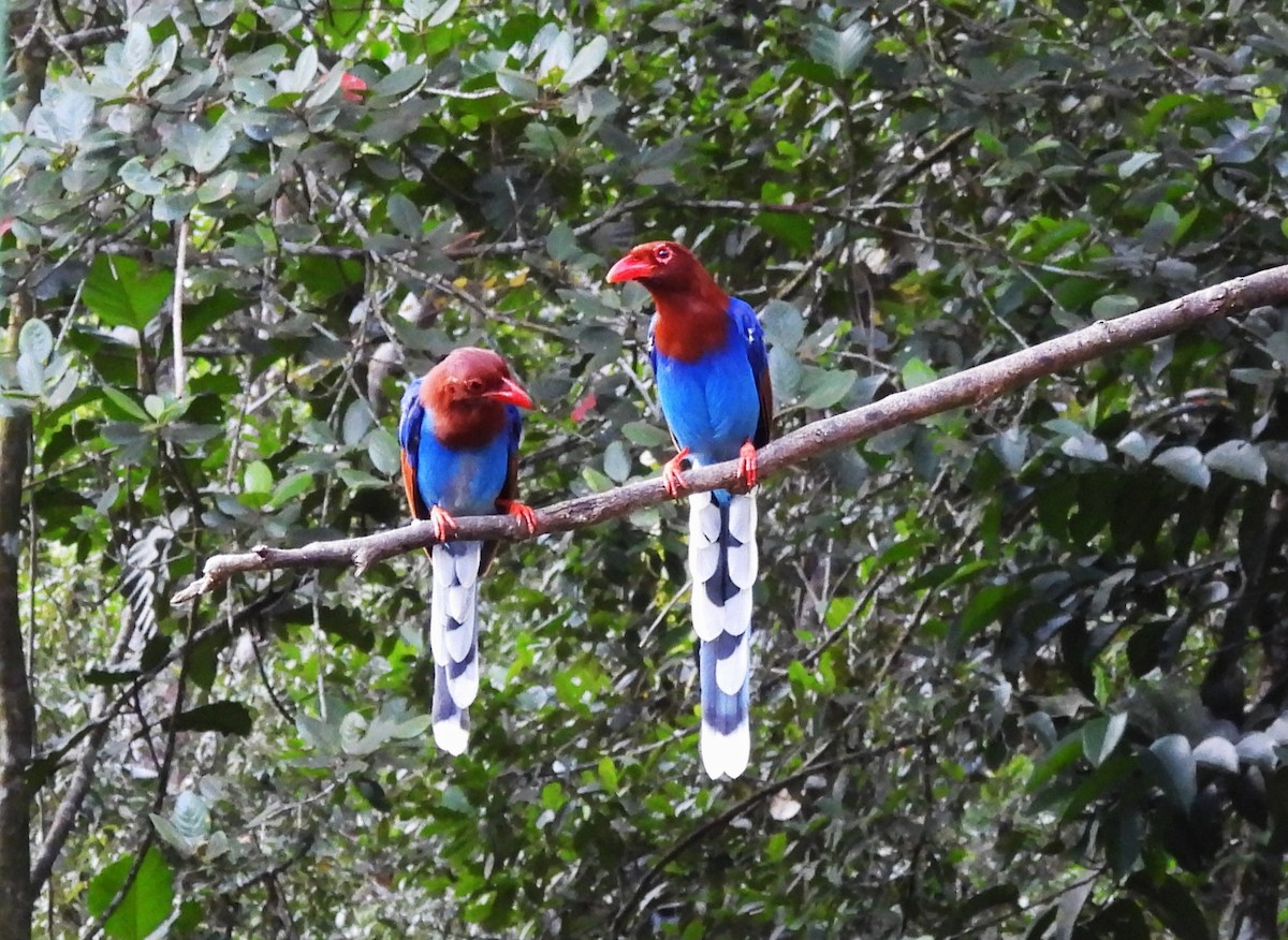 Sri Lanka Blue-Magpie - ML641746178