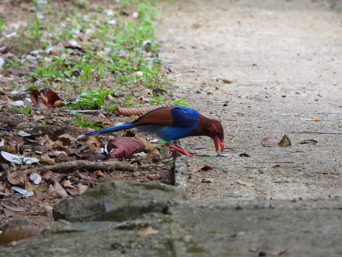 Sri Lanka Blue-Magpie - ML641746179