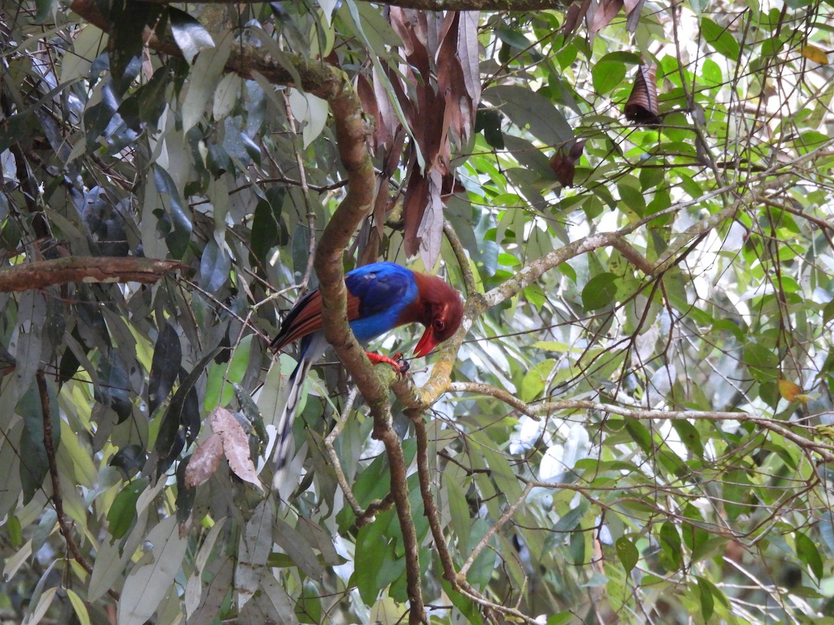 Sri Lanka Blue-Magpie - ML641746180