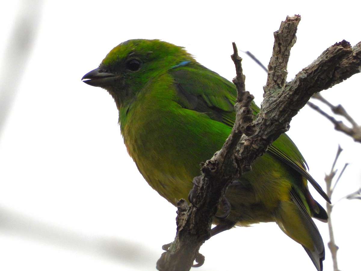 Golden-browed Chlorophonia - ML641746193