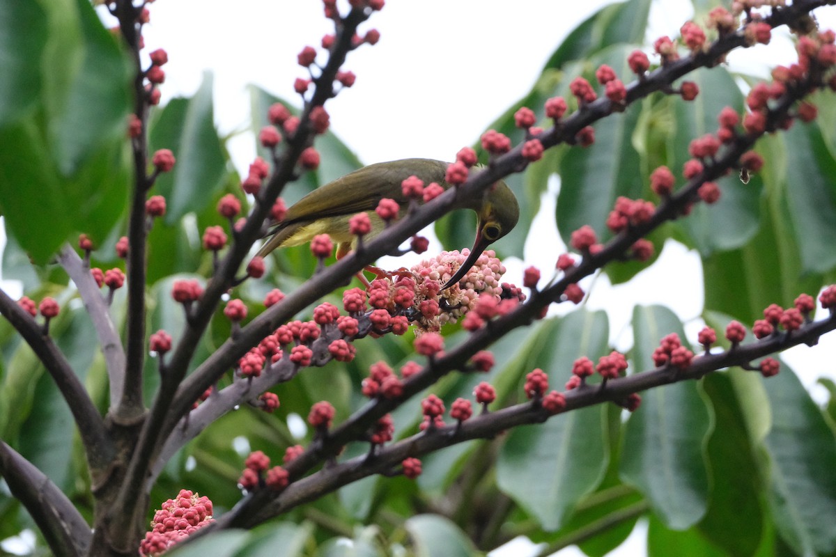 Spectacled Spiderhunter - ML641746203