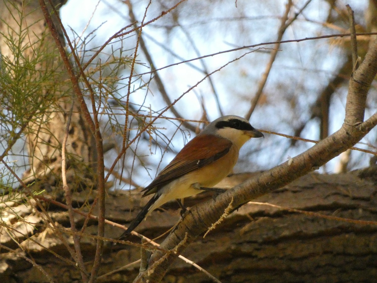 紅背伯勞 - ML641746211