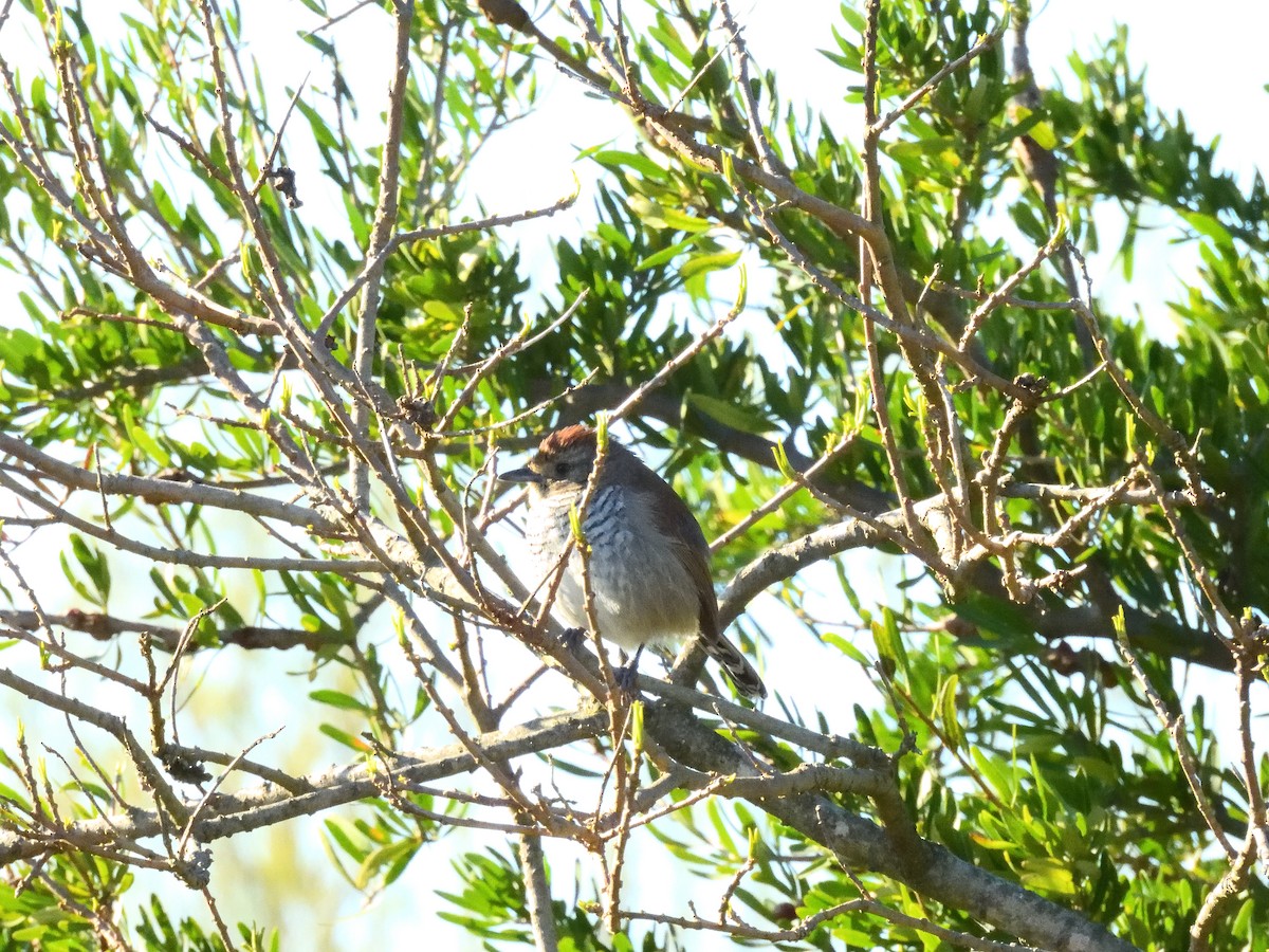 Rufous-capped Antshrike - ML641746221