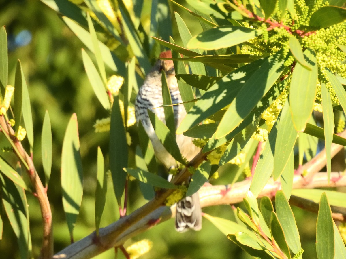 Rufous-capped Antshrike - ML641746222